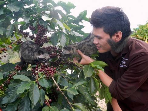 Cận cảnh sản xuất, pha chế cà phê giá nghìn đô ở Đà Lạt